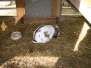  Lapin